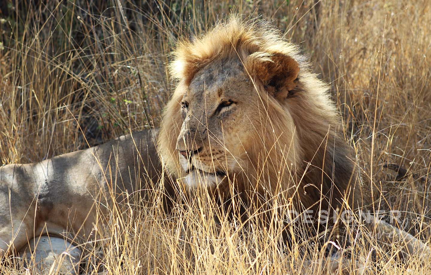 Lion King African Safari