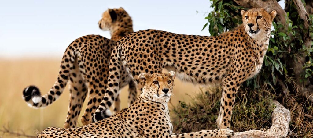 Tanzania Safari wildlife cheetahs